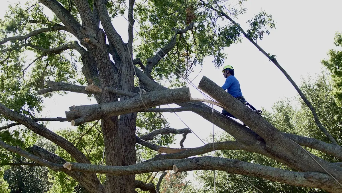 Professional Crown Thinning performed by certified arborists in Edmondson